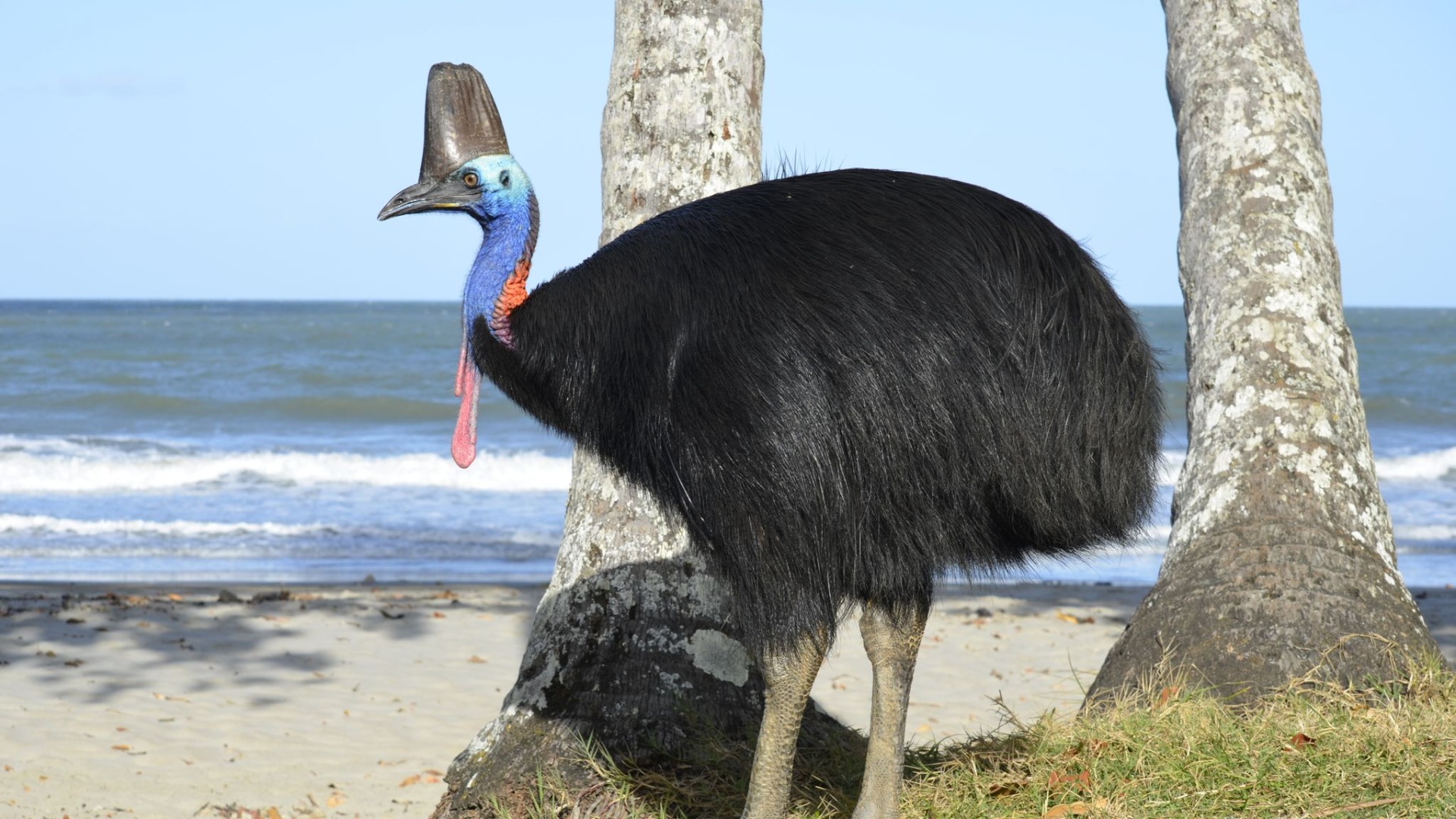 Cassowary