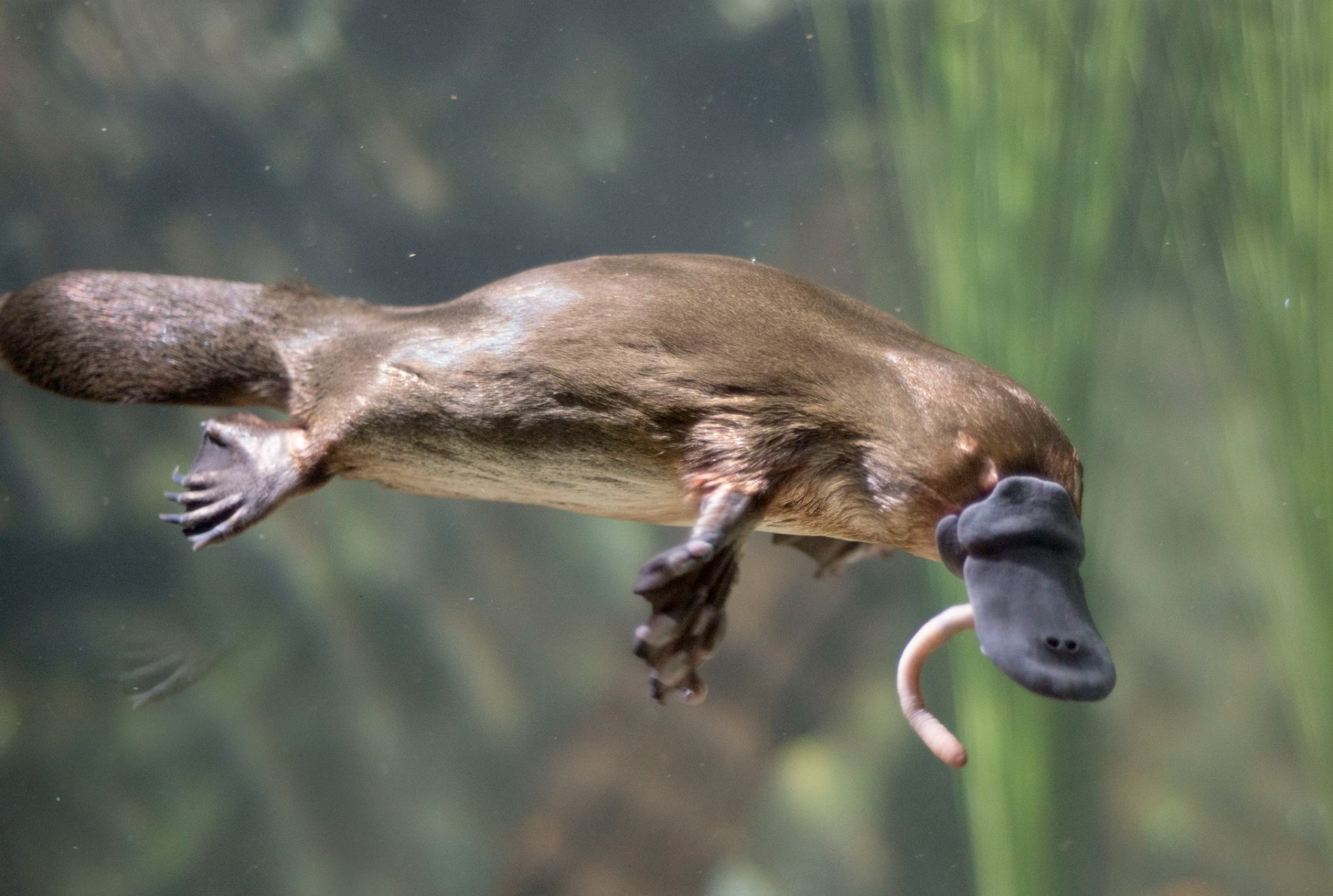 Platypus