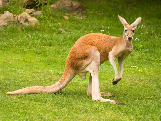 Kangaroo