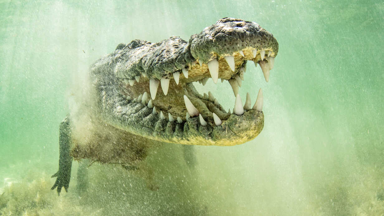 Saltwater Crocodile